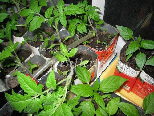 Процесс полива рассады самодельной лейкой из пластиковой бутылки