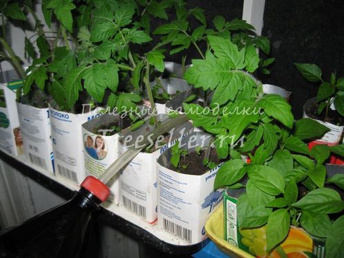 Процесс полива рассады самодельной лейкой из пластиковой бутылки