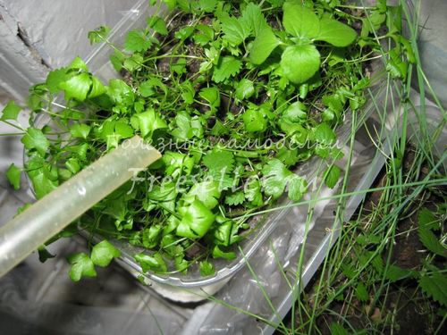 Процесс полива рассады самодельной лейкой из пластиковой бутылки