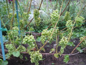 Уход за виноградным кустом в период созревания урожая
