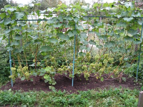 Уход за виноградным кустом в период созревания урожая