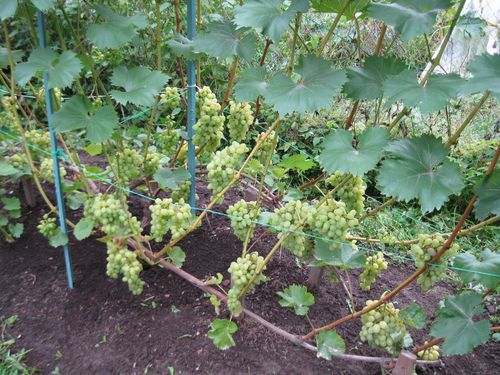 Уход за виноградным кустом в период созревания урожая