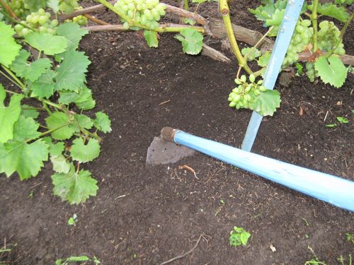 Уход за виноградным кустом в период созревания урожая