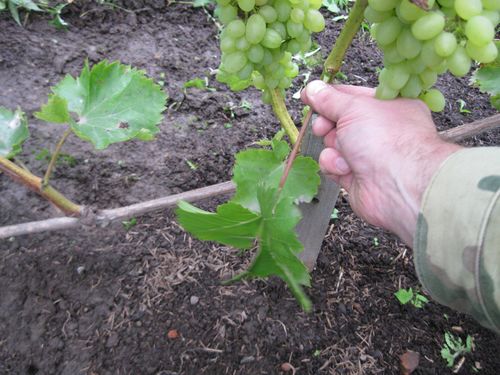 Уход за виноградным кустом в период созревания урожая