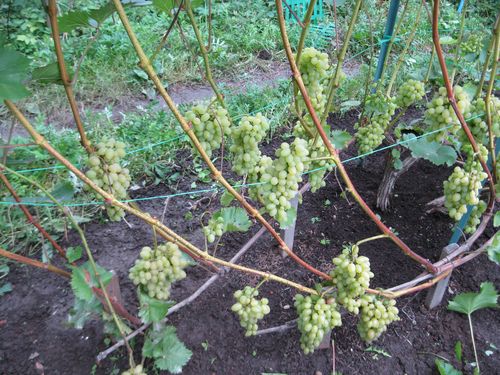 Уход за виноградным кустом в период созревания урожая