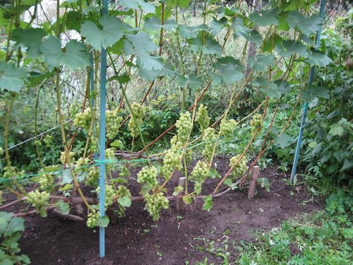 Уход за виноградным кустом в период созревания урожая