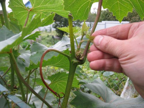 Уход за виноградным кустом в период созревания урожая