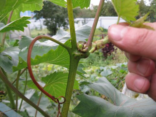 Уход за виноградным кустом в период созревания урожая