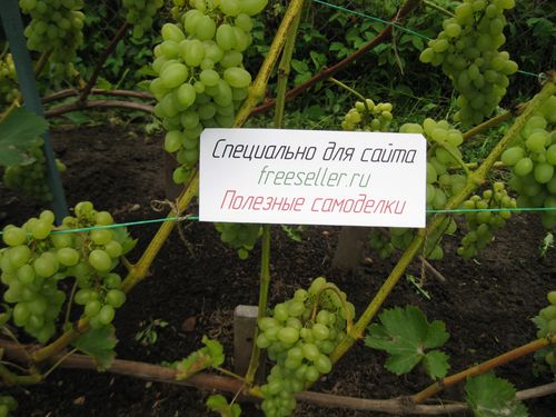 Уход за виноградным кустом в период созревания урожая