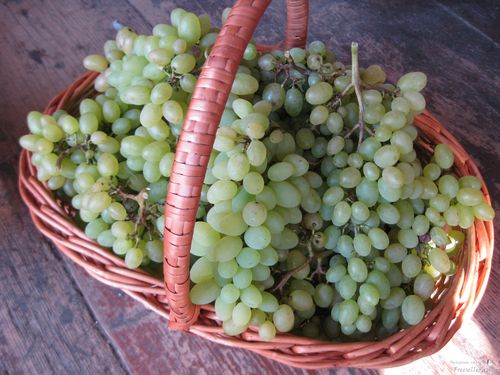 Как сделать домашнее вино из винограда