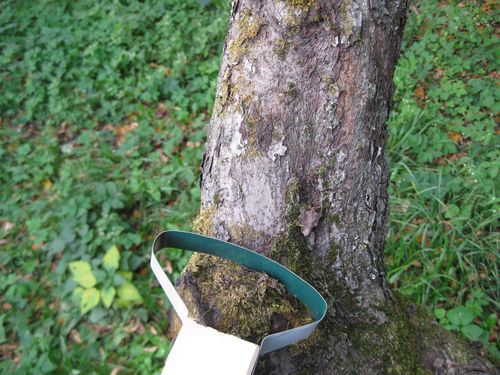 Скребок для чистки штамбов плодовых деревьев своими руками