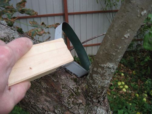 Скребок для чистки штамбов плодовых деревьев своими руками