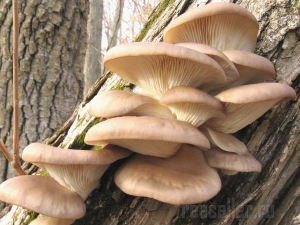 Растим грибы дома или вешенка на пнях