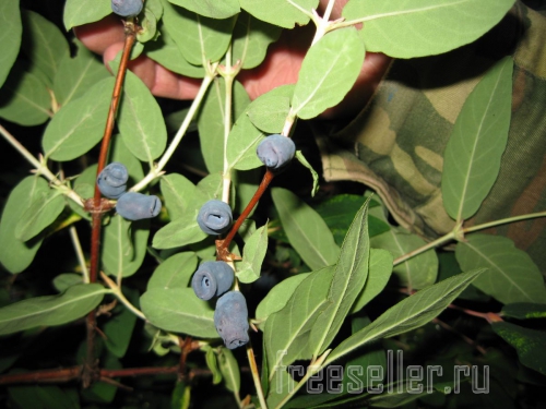 Удобный контейнер для сбора ягод на даче и в лесу