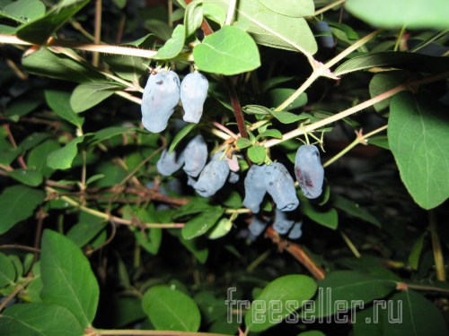 Удобный контейнер для сбора ягод на даче и в лесу