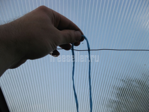 Подвязка огурцов в теплице