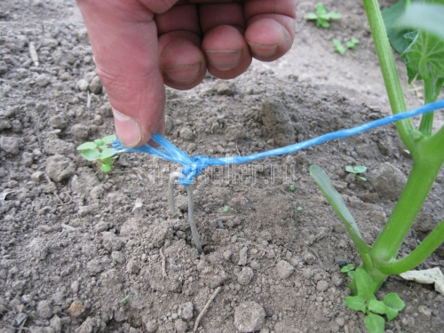 Подвязка огурцов в теплице