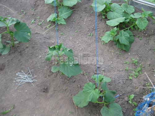 Подвязка огурцов в теплице