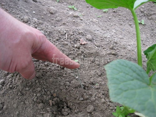 Подвязка огурцов в теплице