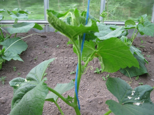 Подвязка огурцов в теплице