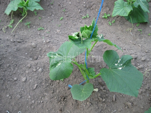 Подвязка огурцов в теплице