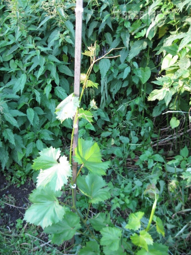 Подвязка растений при помощи хомутов от хлебной упаковки