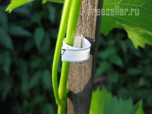 Подвязка растений при помощи хомутов от хлебной упаковки