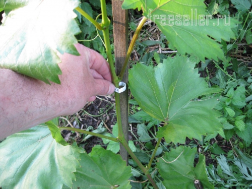 Подвязка растений при помощи хомутов от хлебной упаковки