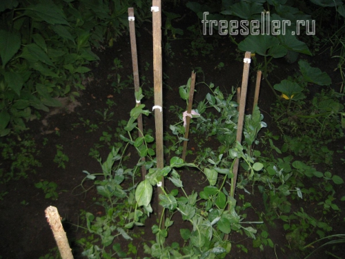 Подвязка растений при помощи хомутов от хлебной упаковки