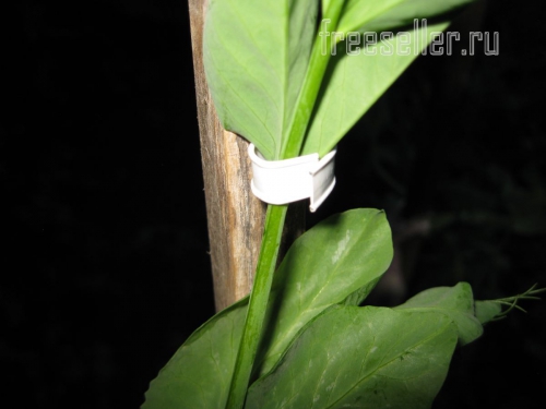 Подвязка растений при помощи хомутов от хлебной упаковки