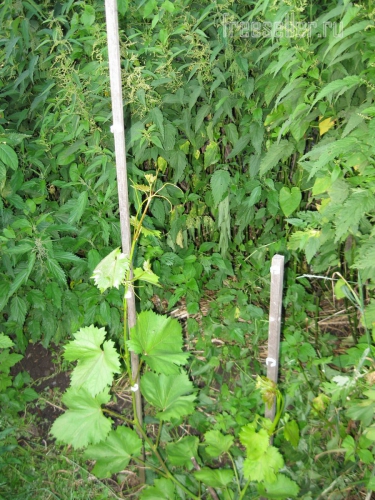 Подвязка растений при помощи хомутов от хлебной упаковки