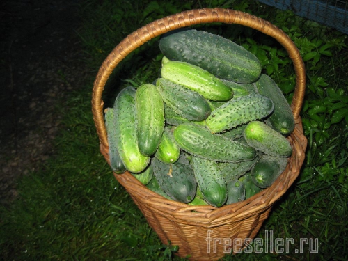 Урожай огурцов в ведре