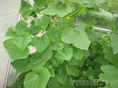 Обрезка и формирование огурцов в теплице