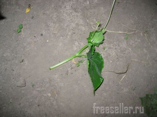 Обрезка и формирование огурцов в теплице