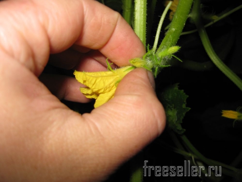 Бутоны огурцов