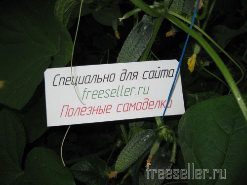 Обрезка и формирование огурцов в теплице