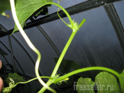 Обрезка и формирование огурцов в теплице