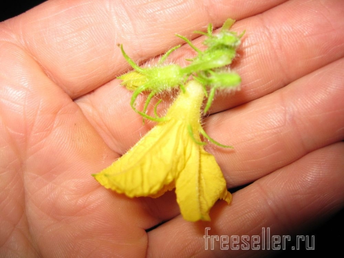 Бутоны огурцов