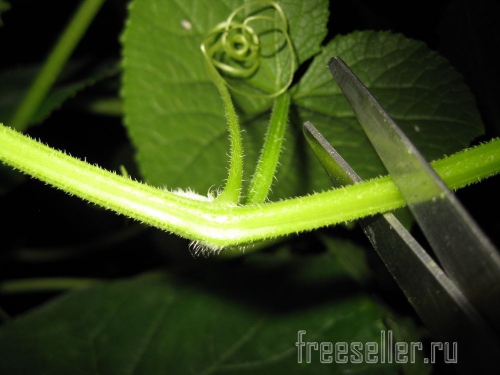 Обрезка и формирование огурцов в теплице