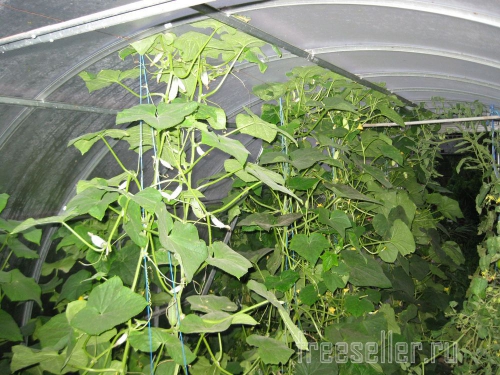 Обрезка и формирование огурцов в теплице
