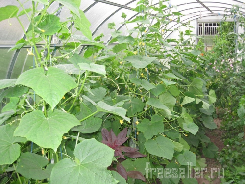 Обрезка и формирование огурцов в теплице