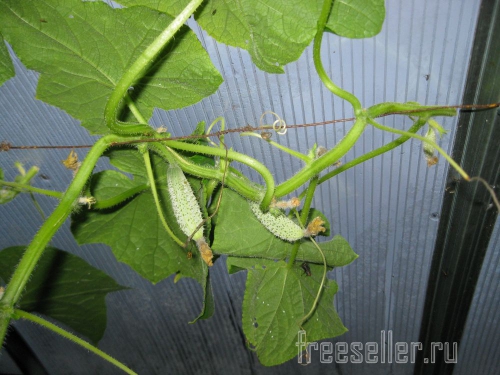 Обрезка и формирование огурцов в теплице