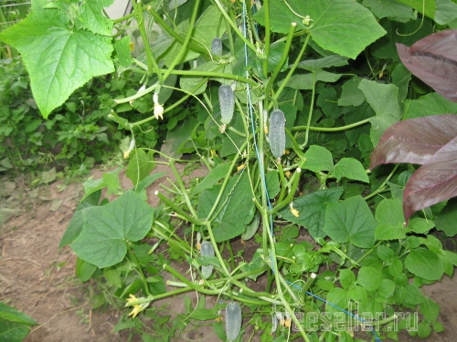 Обрезка и формирование огурцов в теплице