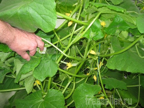 Обрезка и формирование огурцов в теплице