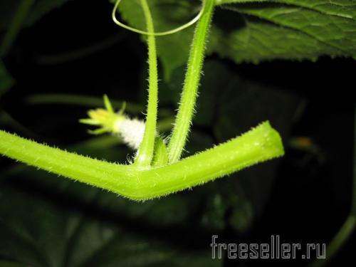 Обрезка и формирование огурцов в теплице