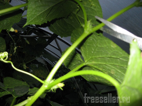 Обрезка и формирование огурцов в теплице