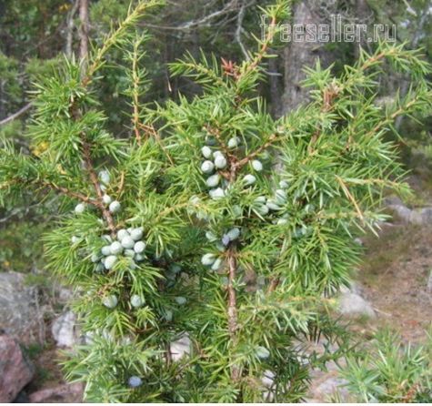 Можжевельник