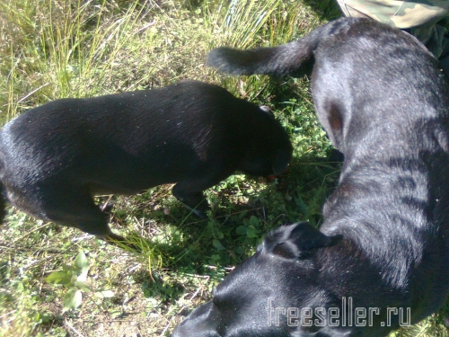 Походная пластиковая бутылка со стаканчиком для питьевой воды