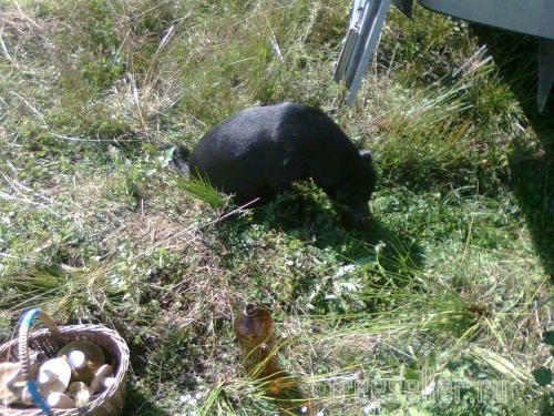 Походная пластиковая бутылка со стаканчиком для питьевой воды