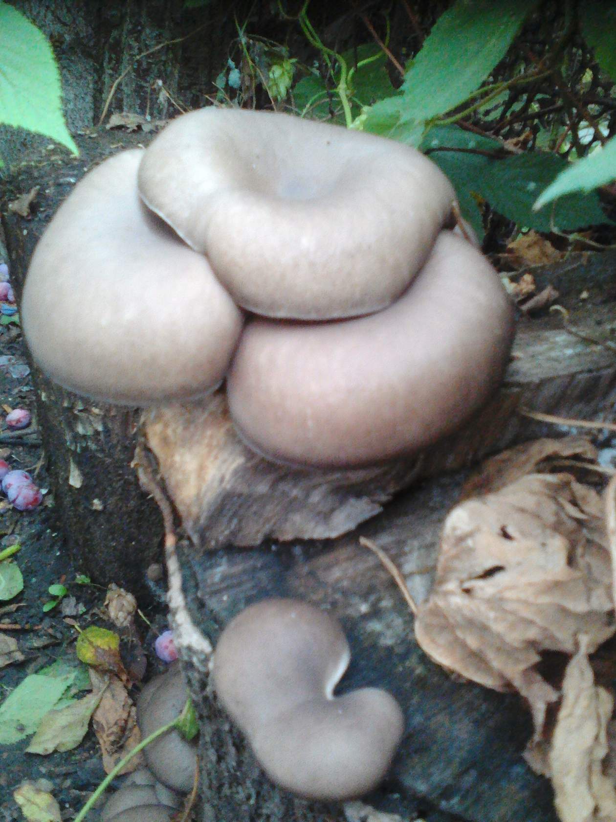 Выращивание грибов на даче или грибная грядка своими руками